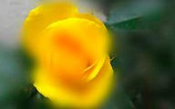 Eine Blume gelb weichgezeichnet